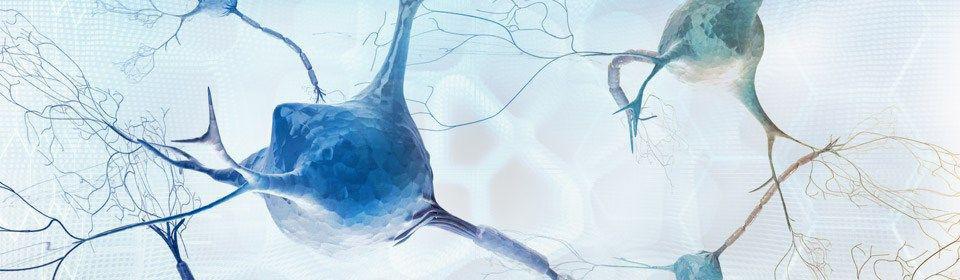 Nευρογένεση - οι νευρώνες στον εγκέφαλο αναγεννώνται.